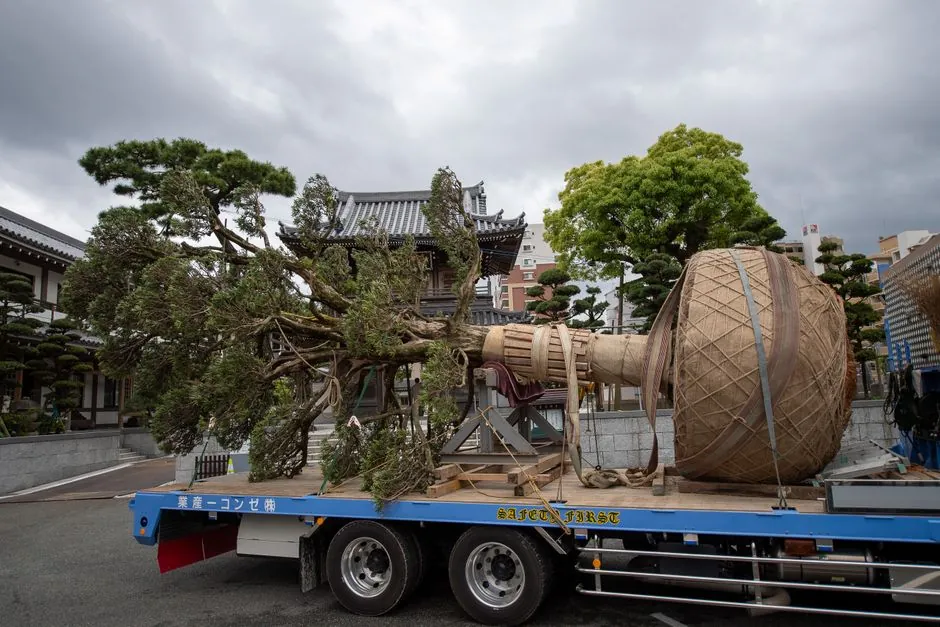 Transplantation d'un arbre de grande taille réalisée par Cortilium